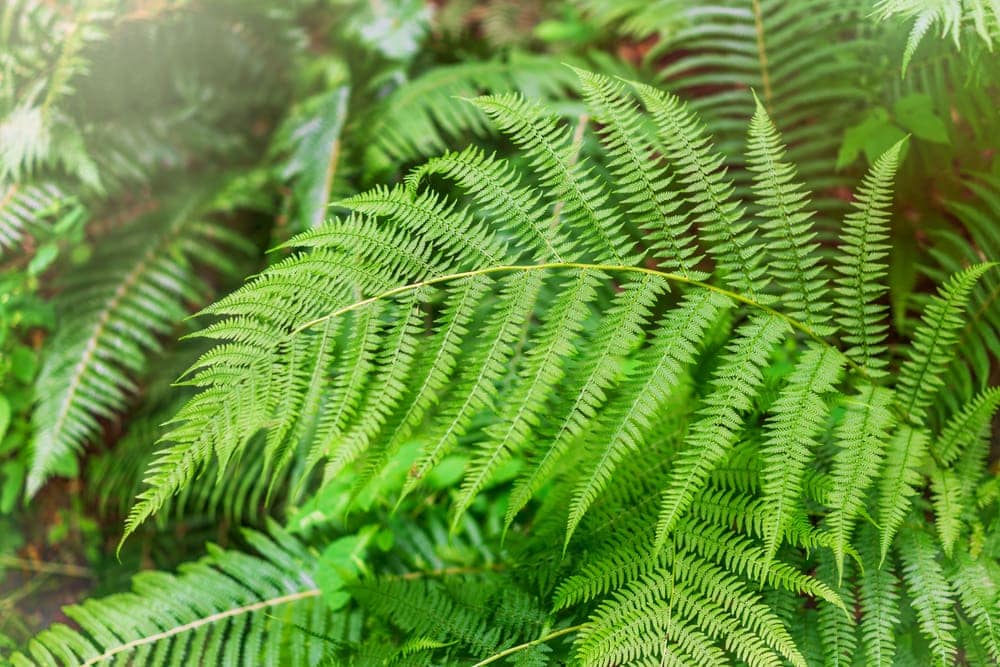 Bracken Fern 1