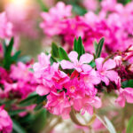 Oleander