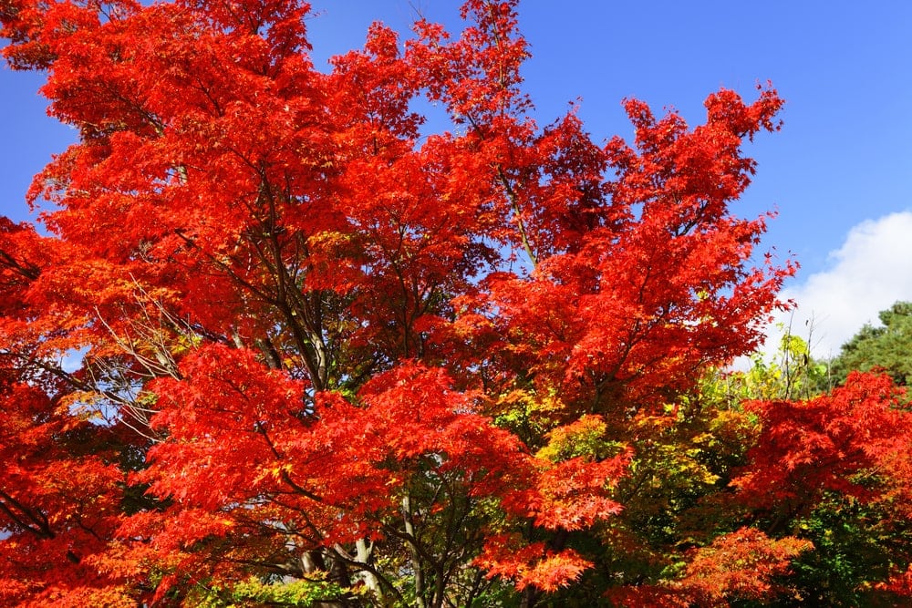 Red Maple Trees