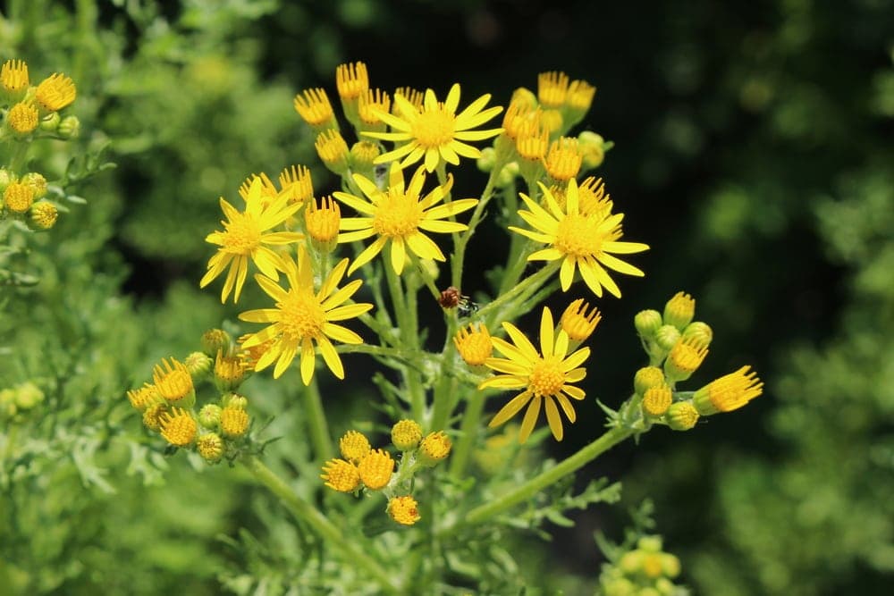 Tansy Ragwort