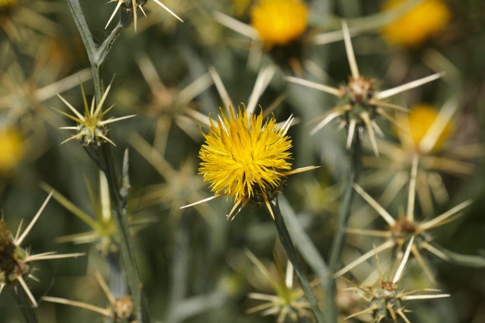 Yellow Star Thistle