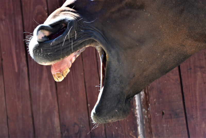 Do Horses Bite & How to Prevent It » Petsoid