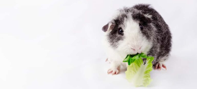 Picture of Can Guinea Pigs Eat Romaine Lettuce? » Petsoid