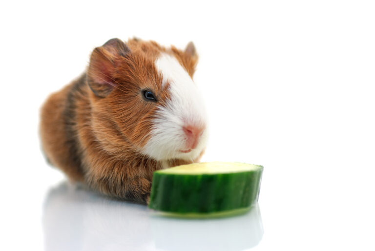 Can Guinea Pigs Eat Cucumbers? » Petsoid