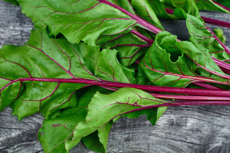 Can Guinea Pigs Eat Beet Greens Petsoid Can Guinea Pigs Eat Beet Greens Petsoid
