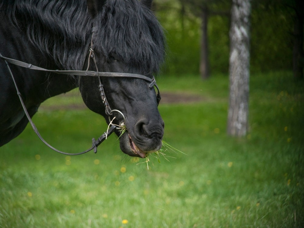 black horse in a forest