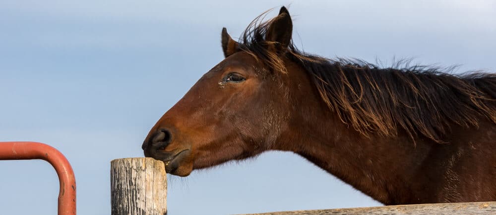 brown horse e1590599263740