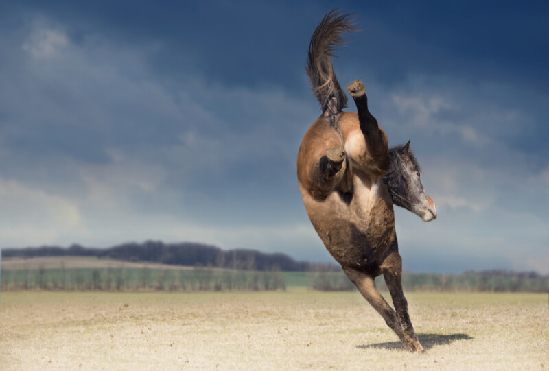 Reasons Why Your Horse Bucks & How to Stop It » Petsoid