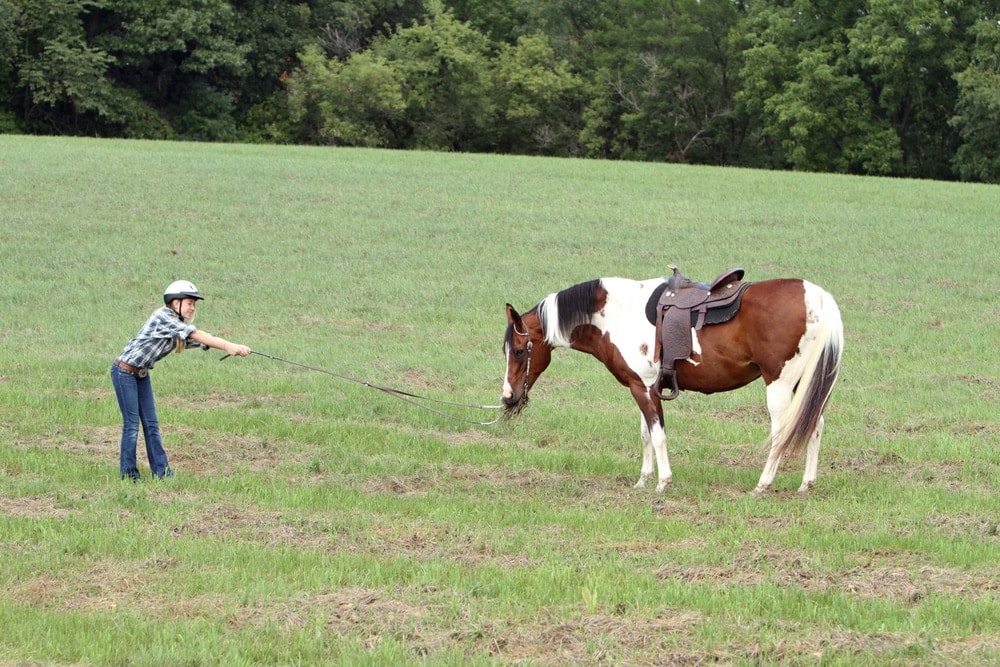 bulking horse in a field