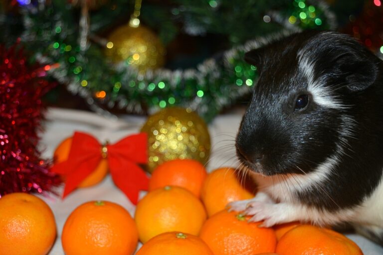 Can Guinea Pigs Eat Oranges? » Petsoid