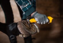 How To Clean Horse Hooves Properly