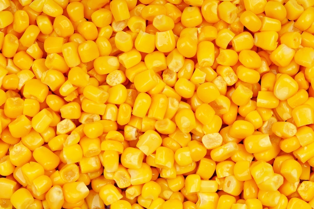 corn background