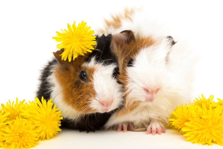 Can Guinea Pigs Eat Dandelions? » Petsoid
