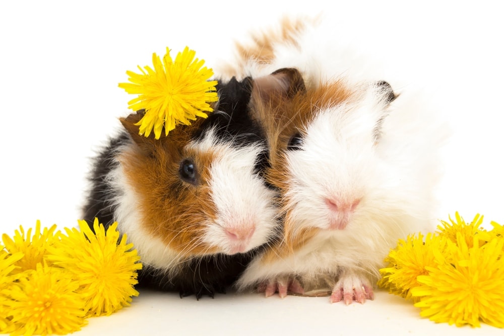 can guinea pigs eat dandelion