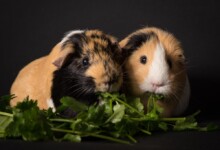 Can Guinea Pigs Eat Spinach?