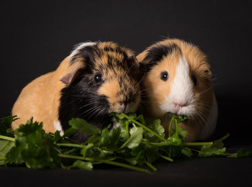 couple of guinea pigs eating