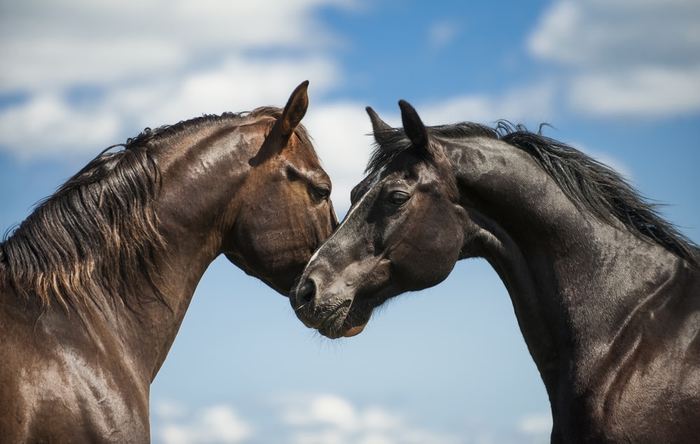 couple of horse in love