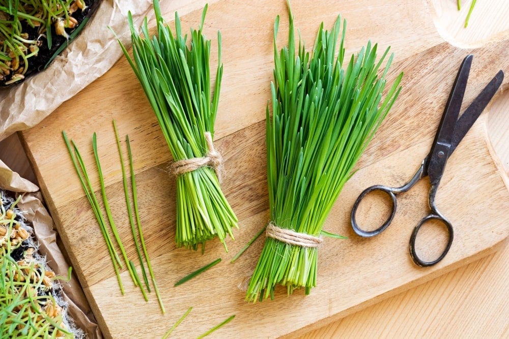 cut wheatgrass