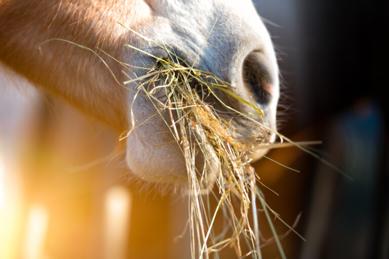 How Much Hay Does A Horse Eat Petsoid