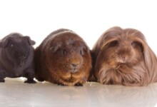Guinea Pig Breed Guide