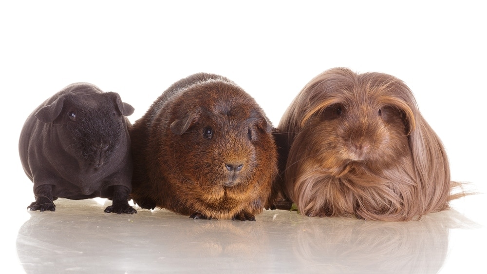 different guinea pigs breeds 1