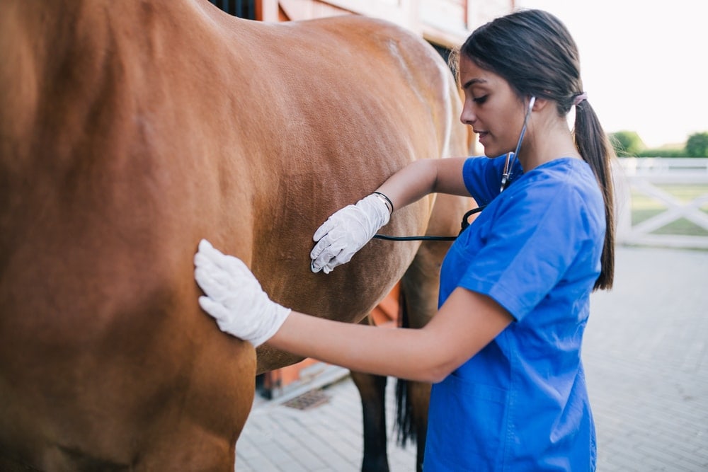 doctor checks horse