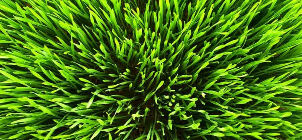 fresh wheatgrass e1590502394242