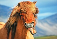10 Interesting Horse Facts