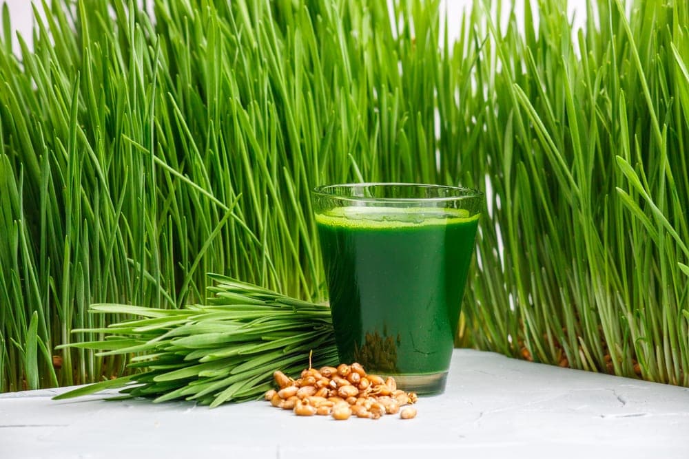 glass of wheatgrass