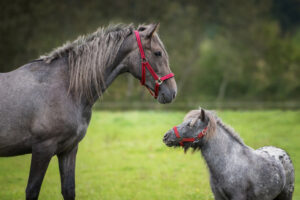 grey horse and pony