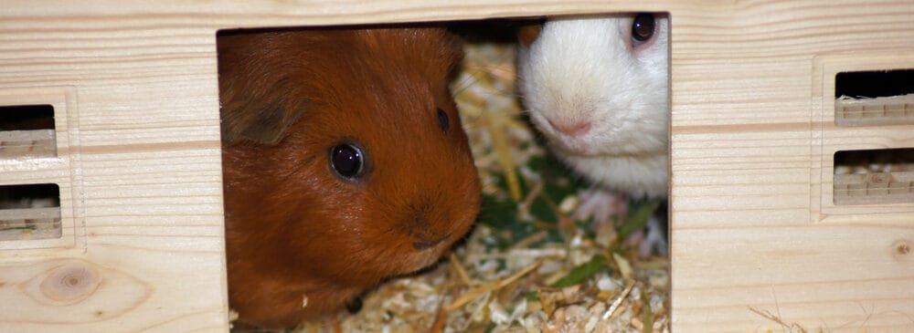 Can Guinea Pigs Be Left Alone And For How Long Petsoid