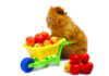 10 Best Guinea Pig Toys