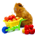 guinea pig and apples