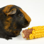 guinea pig and corn