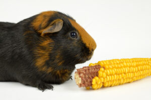 guinea pig and corn