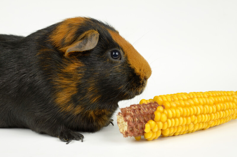Can Guinea Pigs Eat Sweetcorn? » Petsoid