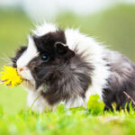 guinea pig and dandelions