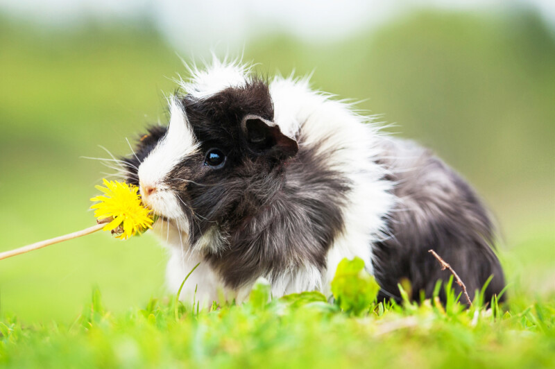 Can Guinea Pigs Eat Dandelions? » Petsoid