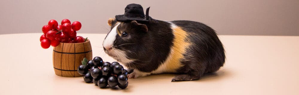 are grapes okay for guinea pigs