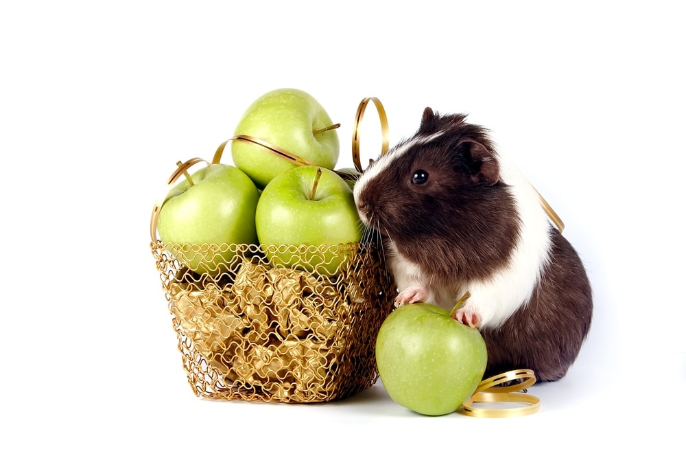 guinea pig and green apples