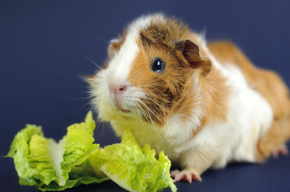 guinea pig and lettuce