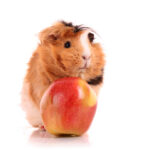 guinea pig and red apple