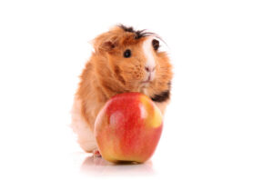 guinea pig and red apple