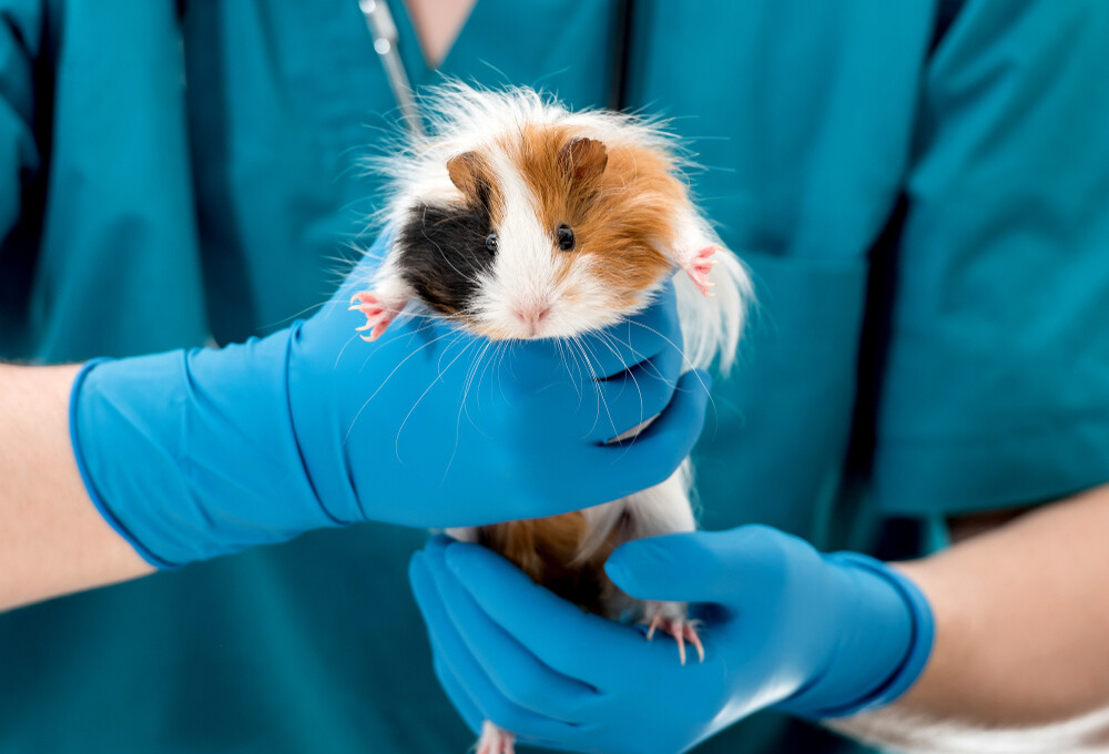 Eye Infections & Eye Problems in Guinea Pigs » Petsoid