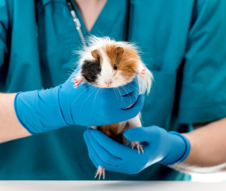 Common Guinea Pig Diseases You Have to Know About » Petsoid