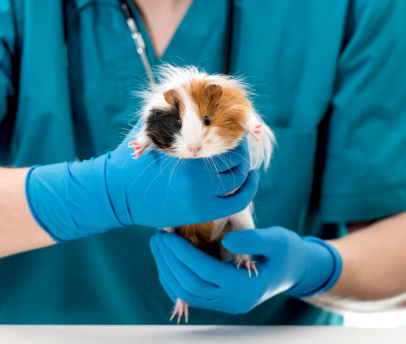 Common Guinea Pig Diseases You Have to Know About » Petsoid