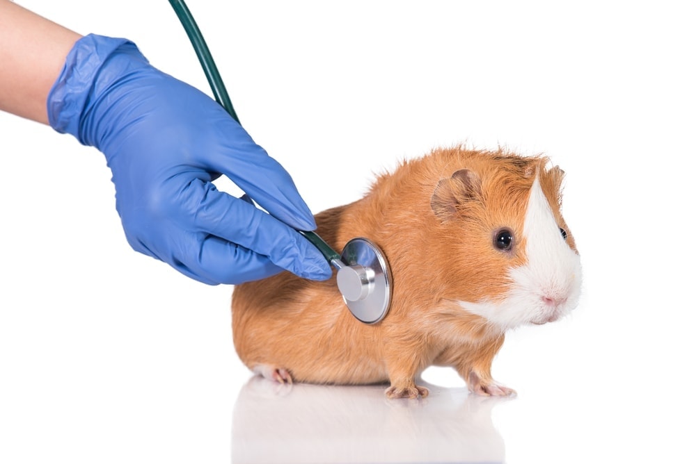 guinea pig at doctor