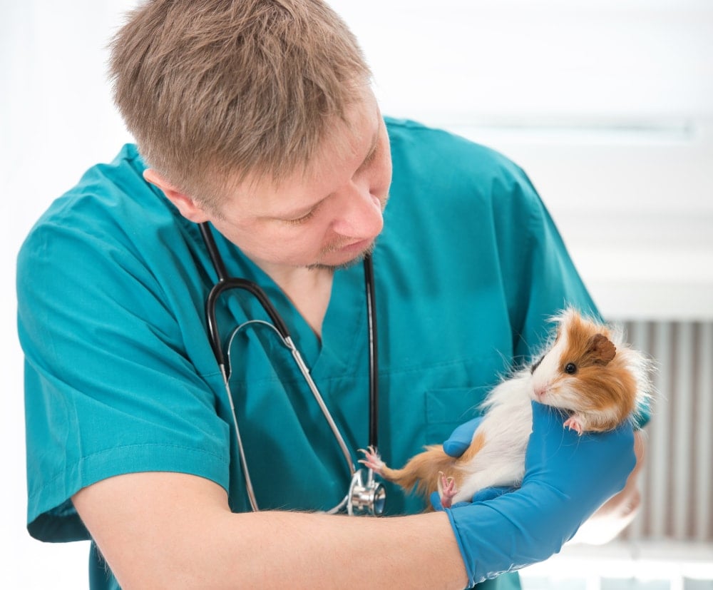 guinea pig at man vet