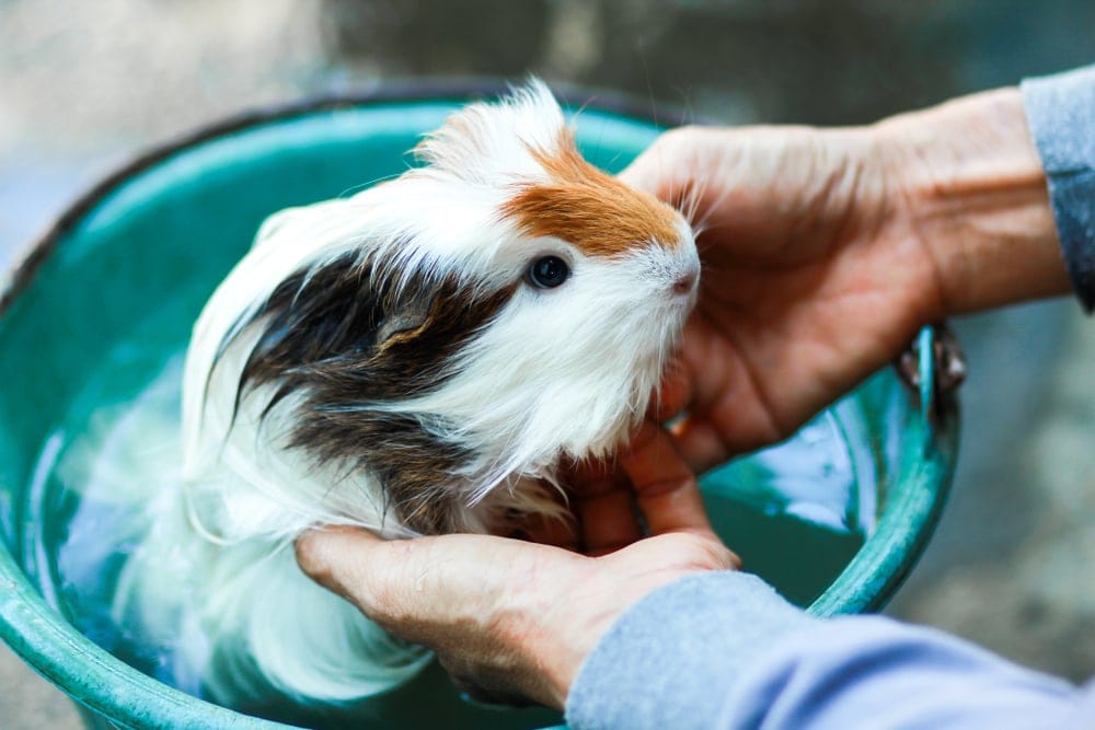 Can You Bathe a Guinea Pig? - Petsoid