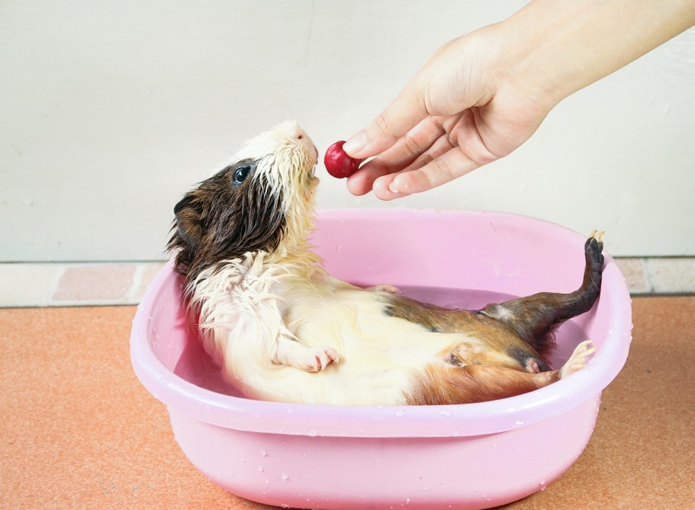 guinea pig bathing